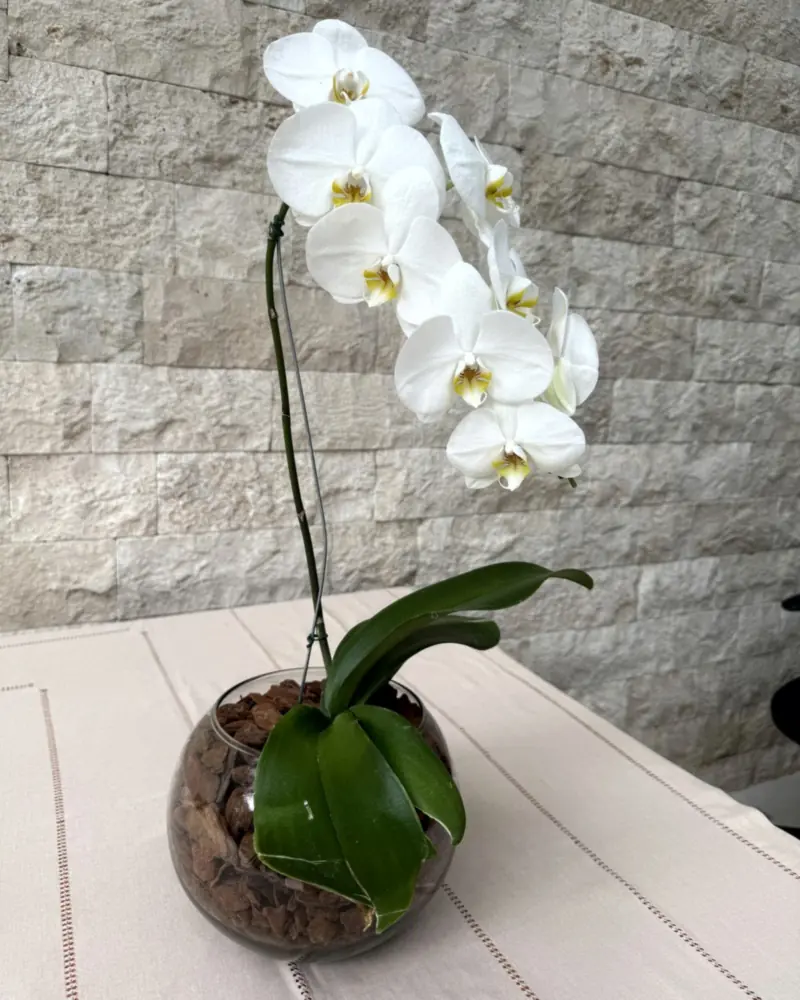 Orquídea branca vista de lado, flores de miolo amarelado na haste e folhas largas sobre o vaso transparente