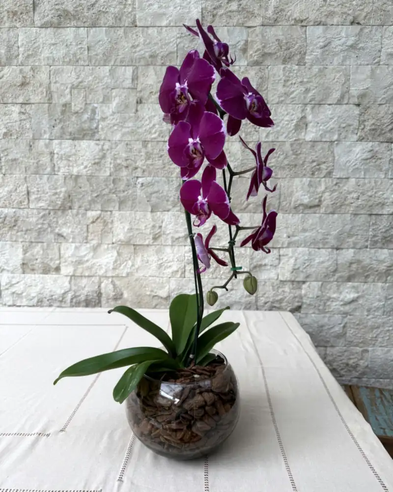 Orquídea magenta vista de frente, flores abertas ao longo da haste e folhas verdes sobre o vaso transparente