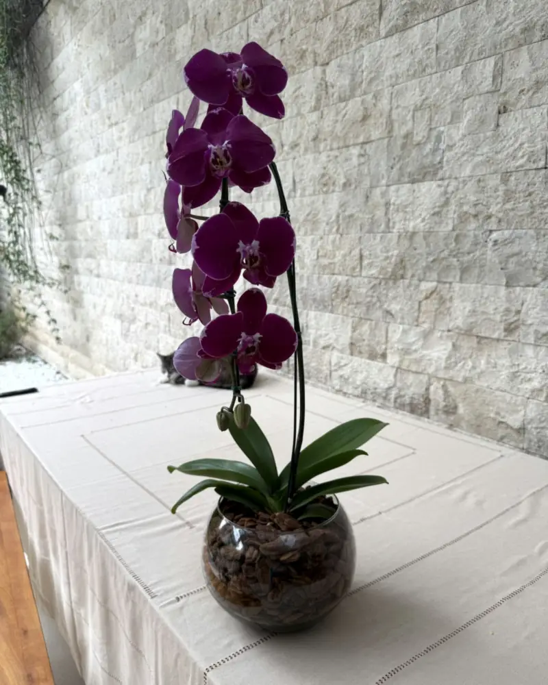 Orquídea magenta vista de lado sobre mesa com toalha clara, parede de pedra ao fundo